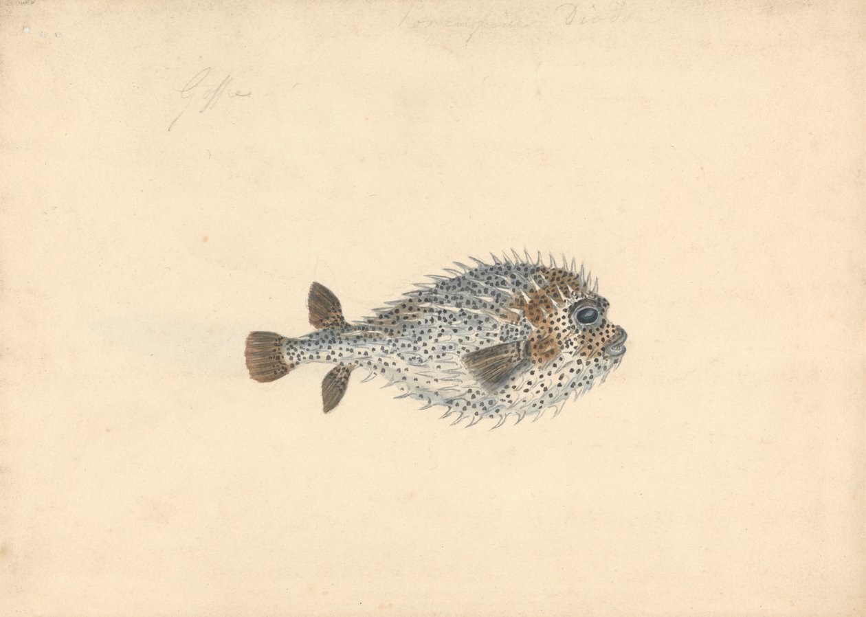 Porcupine Kala tekijältä John Smart