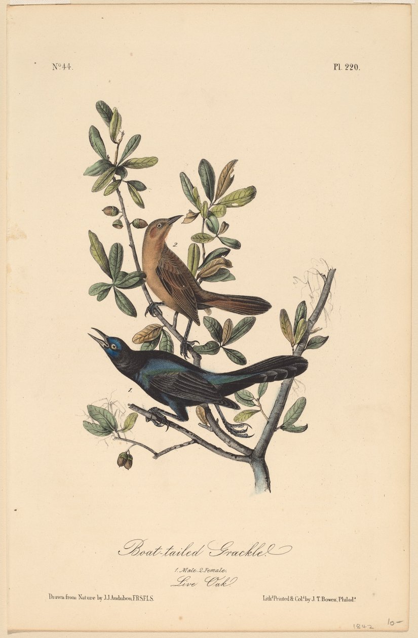 Boat-Tailed Grackle tekijältä John T. Bowen, after John James Audubon