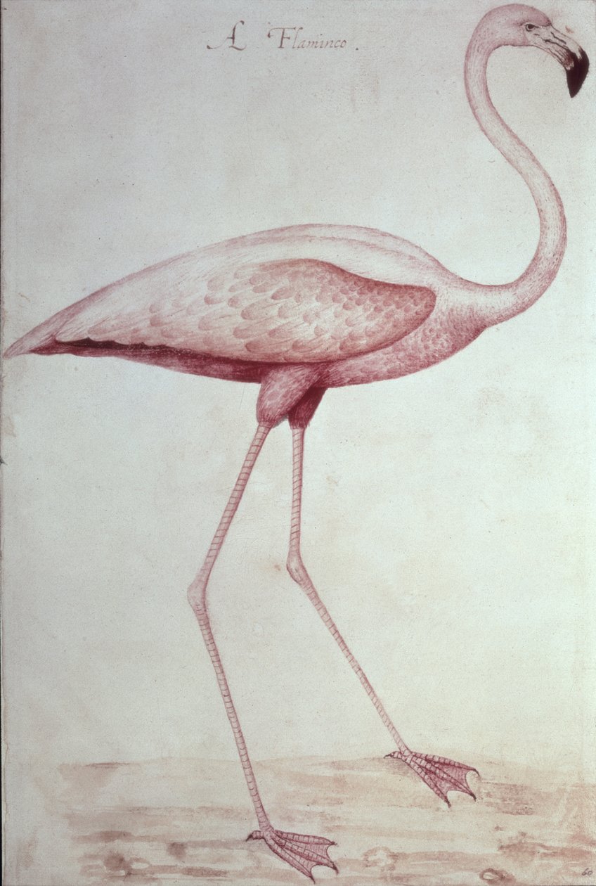 Flamingo (piirustus) tekijältä John White