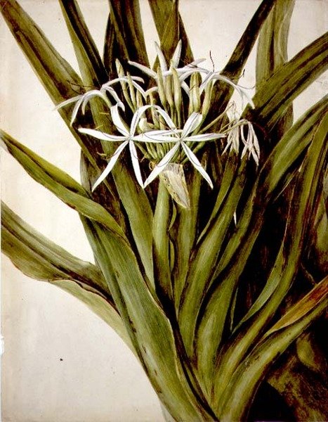Murray Lily, crinum pedunculatum tekijältä John William Lewin