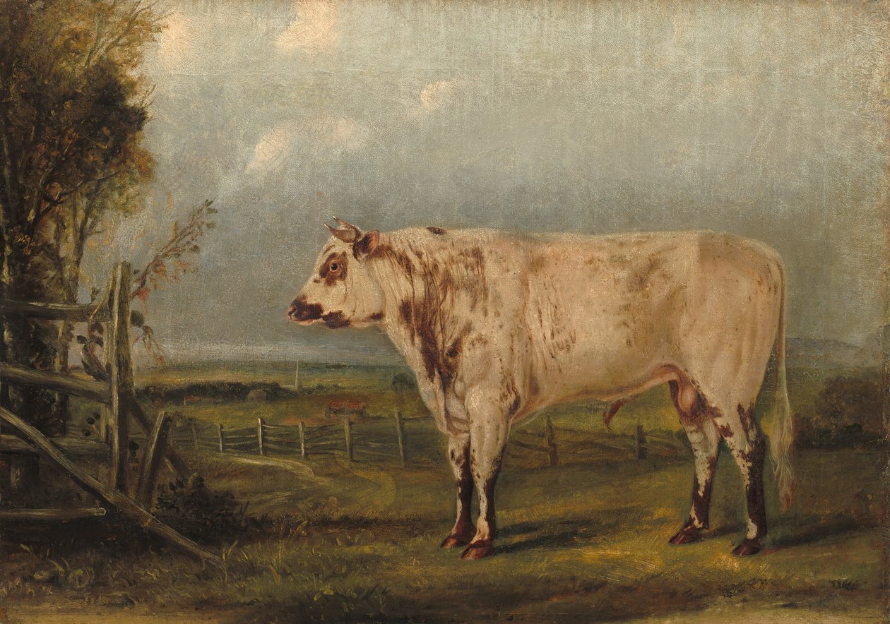 Nuori härkä, c. 1849. tekijältä John Woodhouse Audubon