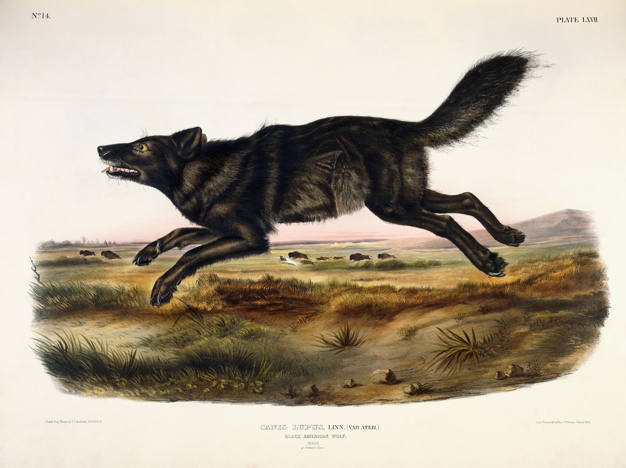 Musta amerikkalainen susi, uros, 1845 tekijältä John Woodhouse Audubon