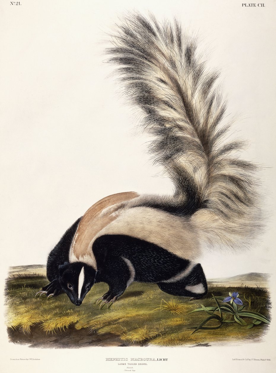 Large Tailed Skunk, 1846 tekijältä John Woodhouse Audubon