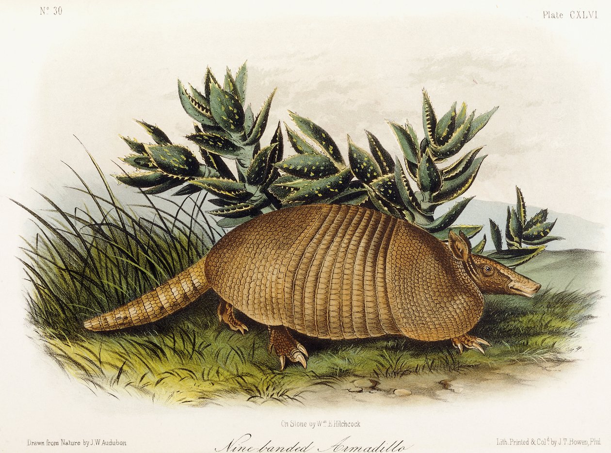 Yhdeksännauhainen armadillo, 1849-1854 tekijältä John Woodhouse Audubon
