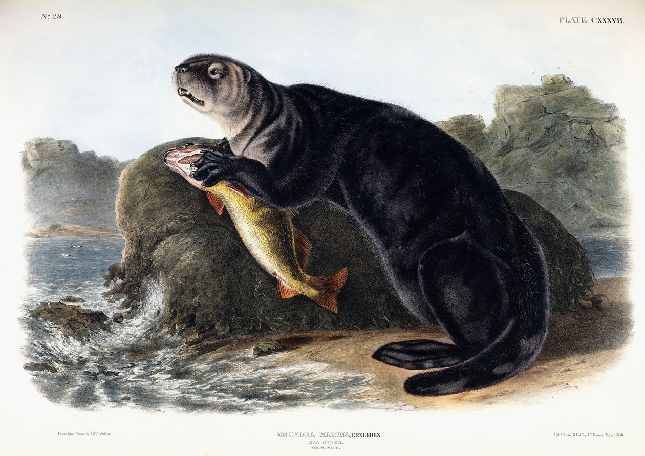 Merisaukko, nuori uros, 1848 tekijältä John Woodhouse Audubon