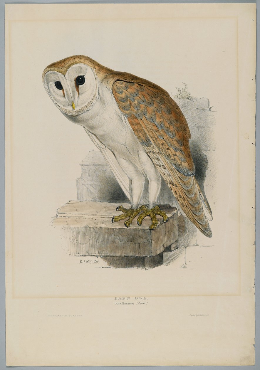 Strix Flammea - Pöllö tekijältä John after Gould