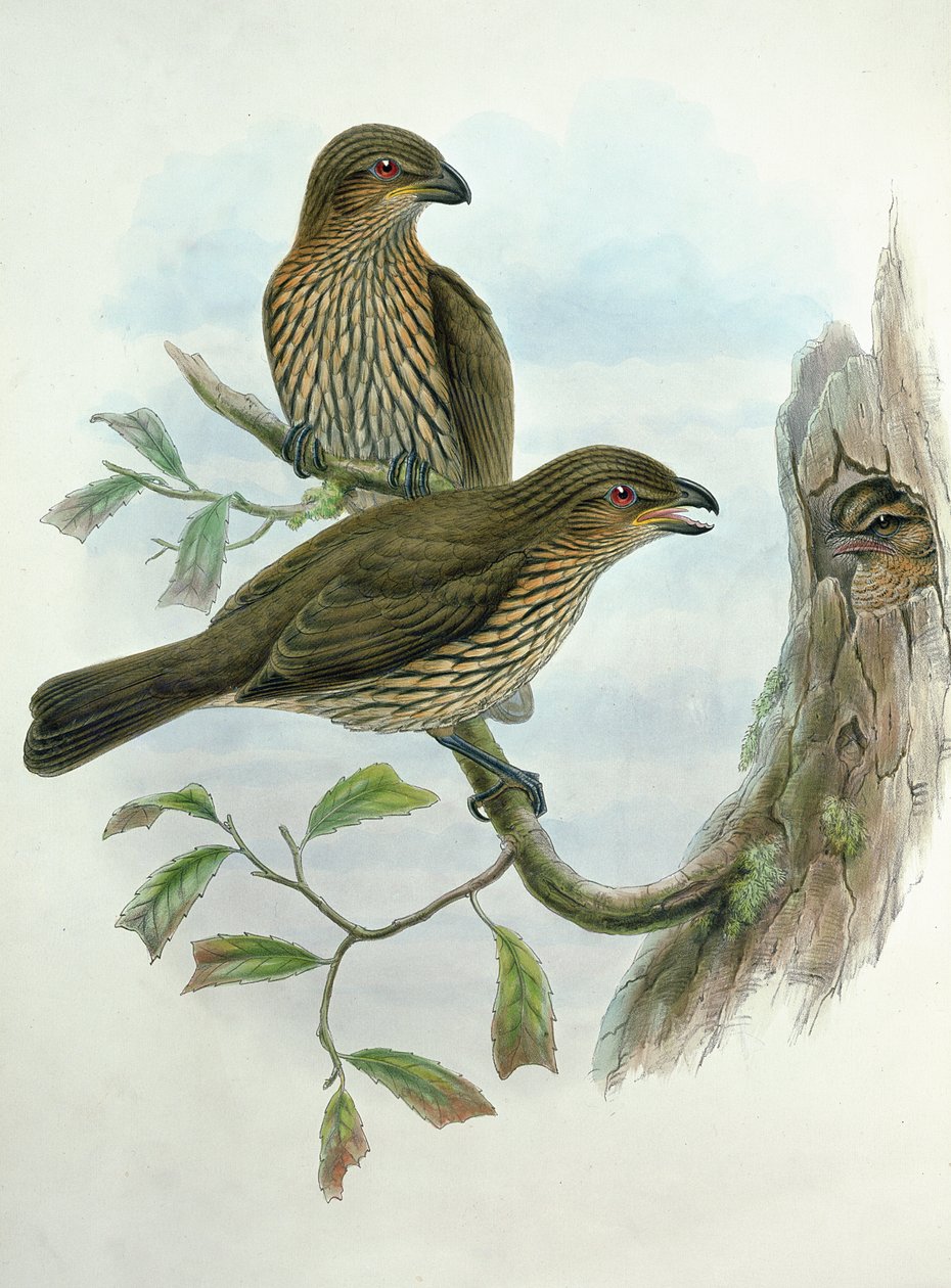 Ailuroedus Dentirostris, hammaskissalintu tekijältä John and Hart, William Gould