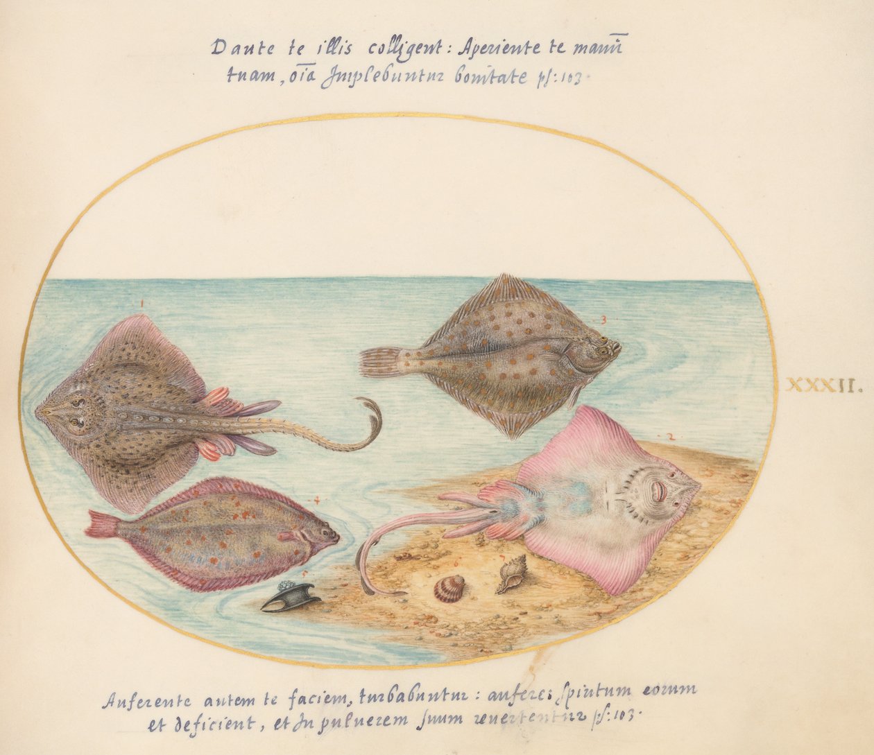 Joris Hoefnagel, Animalia Aqvatilia et Cochiliata (Aqva)- Levy XXXII tekijältä Joris Hoefnagel
