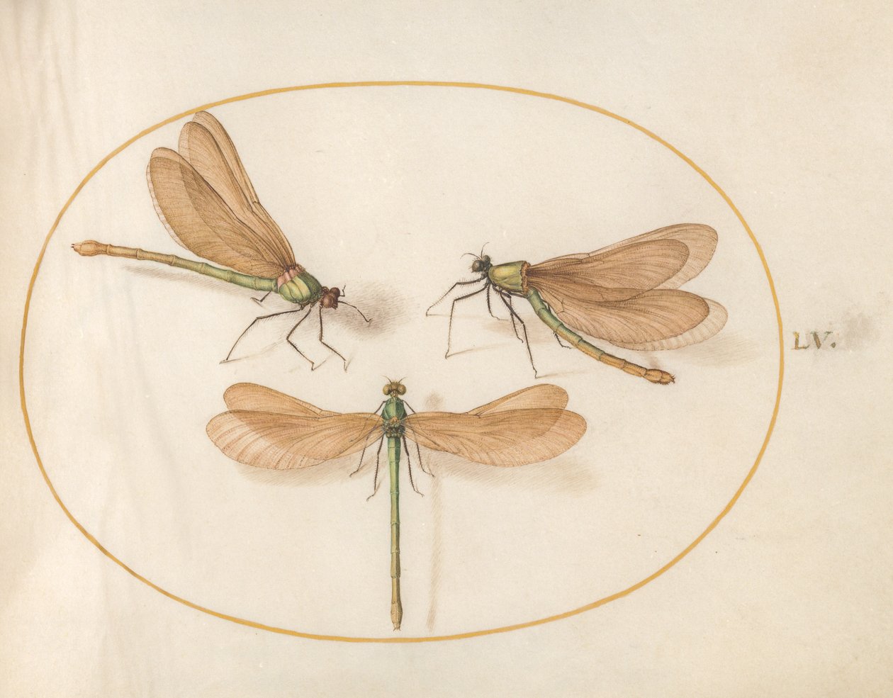 Dragonfly, n. 1575-80 tekijältä Joris Hoefnagel