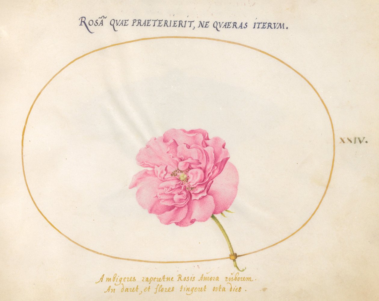 Levy 24: Pink Rose tekijältä Joris Hoefnagel