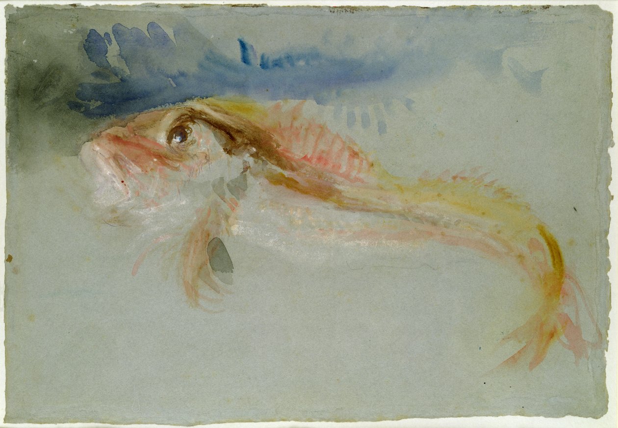 Gurnard tekijältä Joseph Mallord William Turner