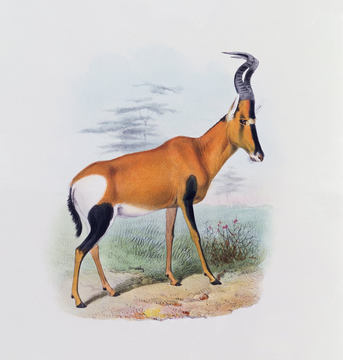 Antilooppi, The Book of Antelopes, tekijältä Joseph Smit