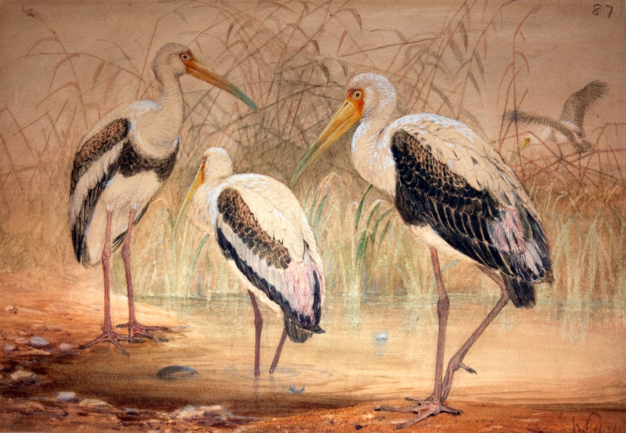 Afrikkalainen tantalus (Pseudotantalus ibis), 1856-67 (wc ja kynä paperilla) tekijältä Joseph Wolf
