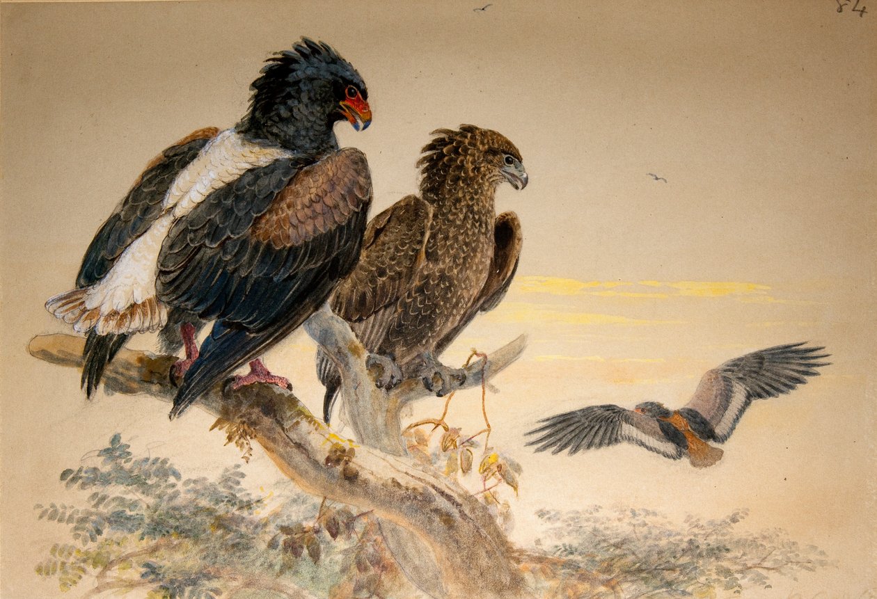 Bateleur Eagle (Helotarsus ecaudatus), 1856-67 (wc ja kynä paperille) tekijältä Joseph Wolf