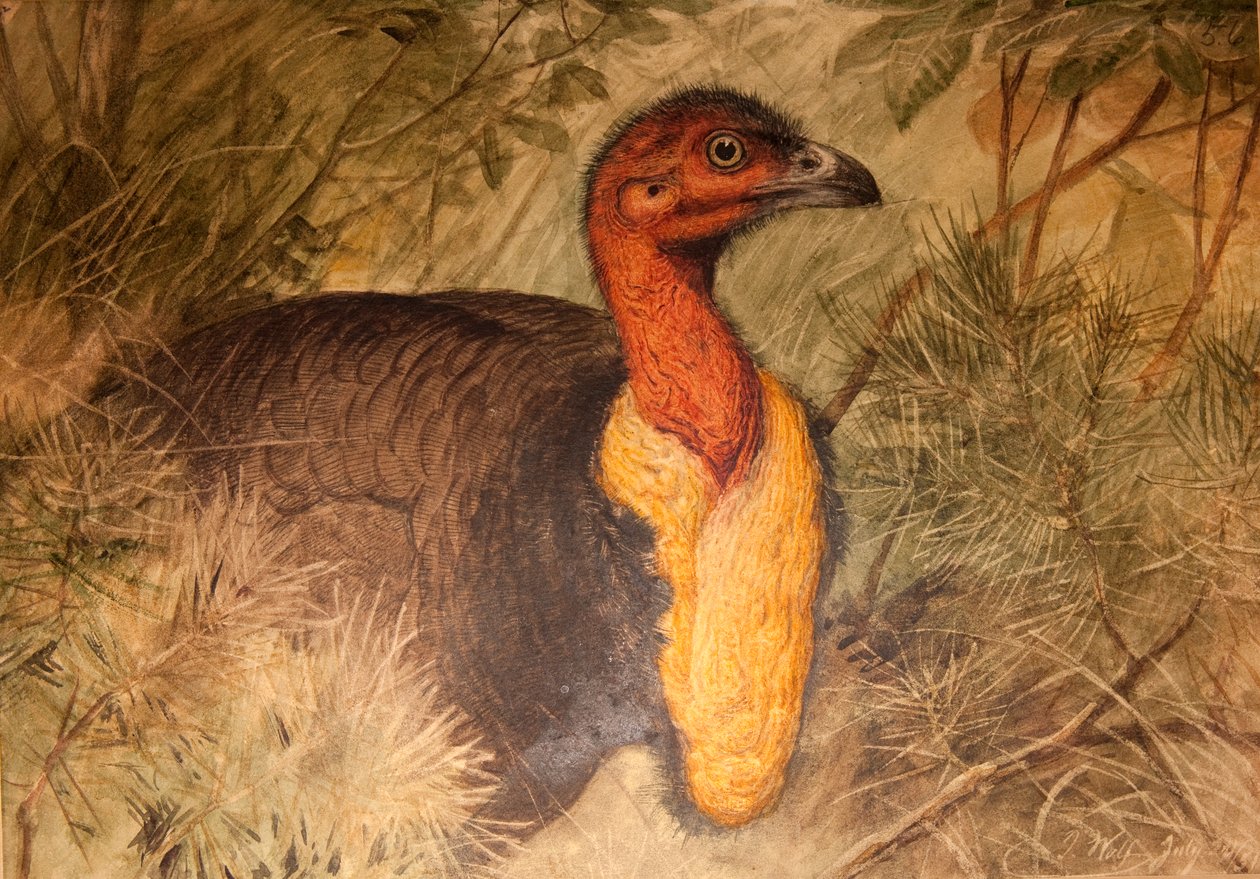 Brush Turkey (Talegalla lathami), n.1851-76 (wc ja kynä paperille) tekijältä Joseph Wolf