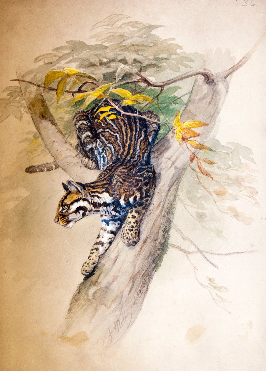 Ocelot, 1851-52 tekijältä Joseph Wolf
