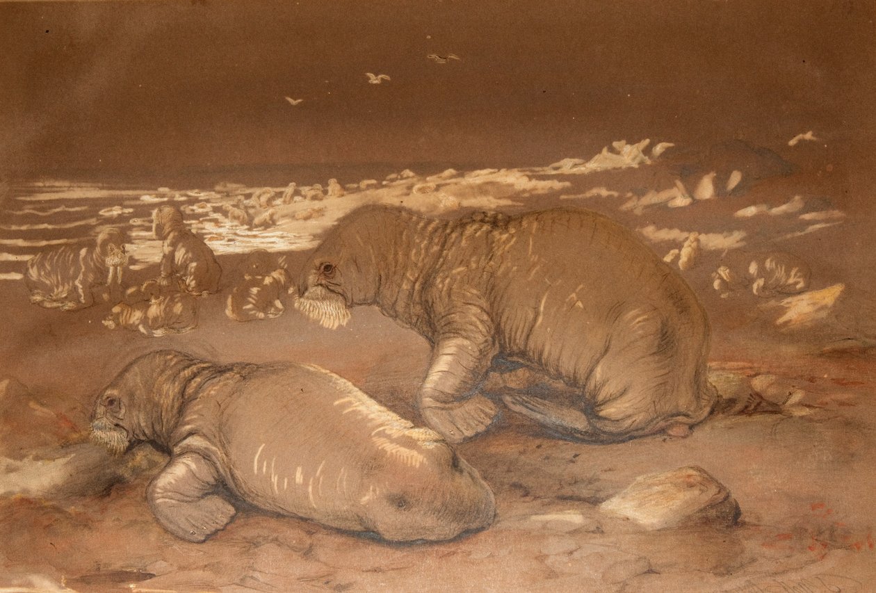 Mursu - Tricherchus rosmarus tekijältä Joseph Wolf