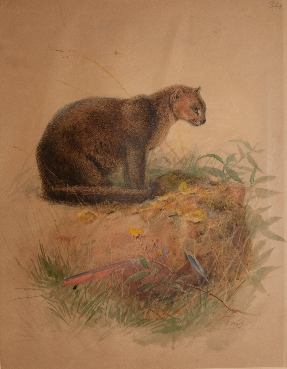 Yaguarundi-kissa (Puma yaguarundi) tekijältä Joseph Wolf