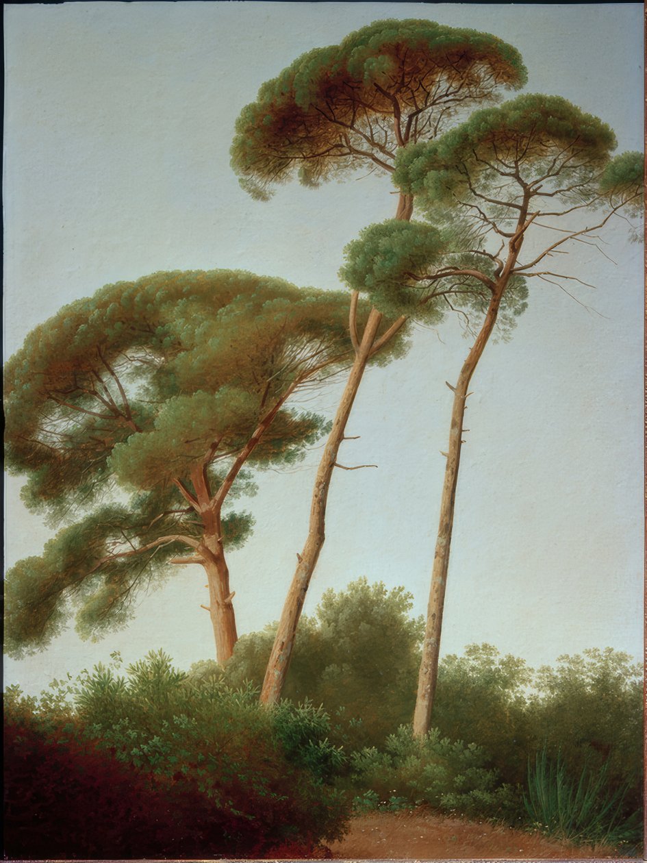 Mäntypuut tekijältä Joseph August Knip
