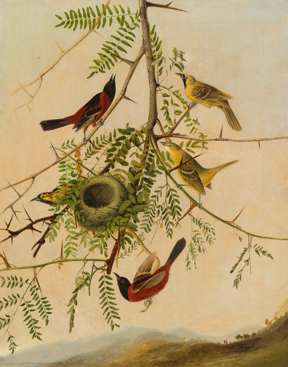 Orchard Oriole, 18301832. tekijältä Joseph Bartholomew Kidd