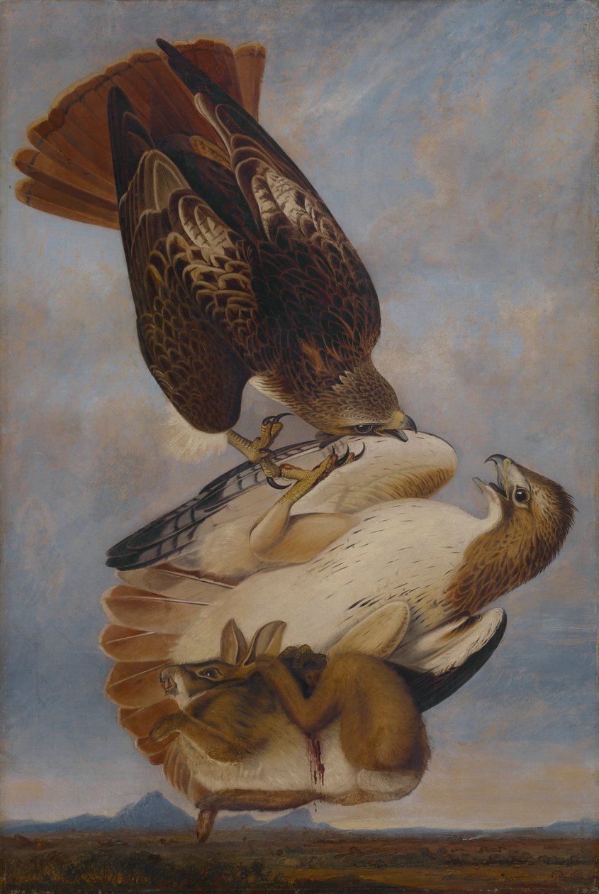 Red Tailed Hawk tekijältä Joseph Bartholomew Kidd