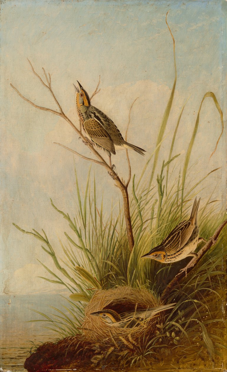 Teräväpyrstö, 18311833. tekijältä Joseph Bartholomew Kidd
