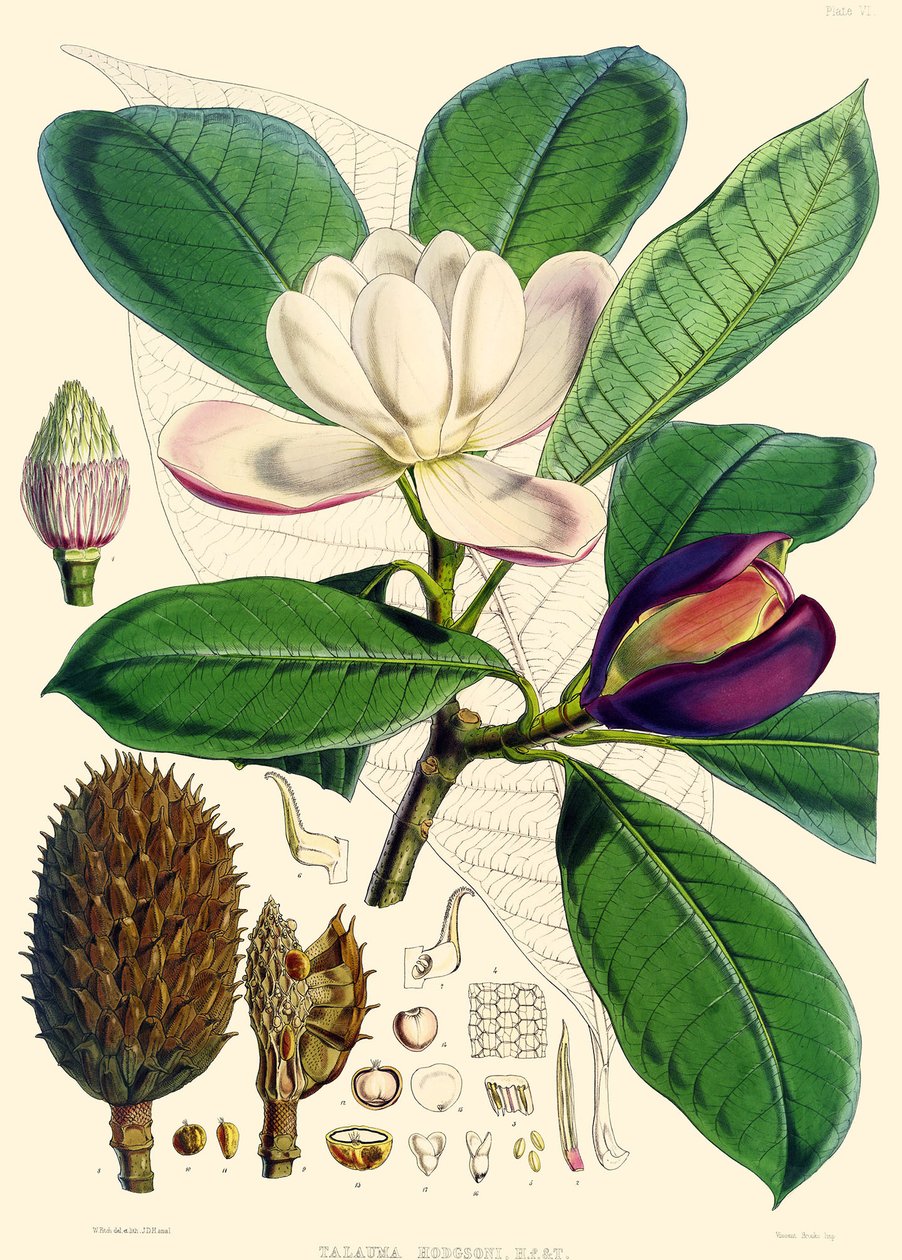 Magnolia hodgsonii, 1855 tekijältä Joseph Dalton Hooker
