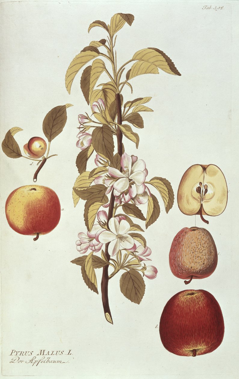Pyrus Malus tekijältä Joseph Jacob Plenck