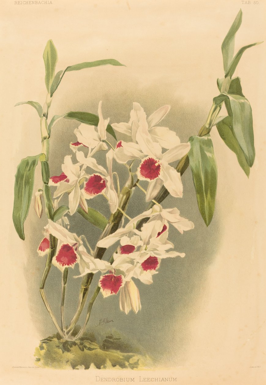 Dendrobium Leechianum. tekijältä Joseph Mansell