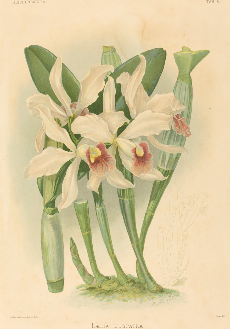 Laelia Euspatha tekijältä Joseph Mansell after Walter Hood Fitch
