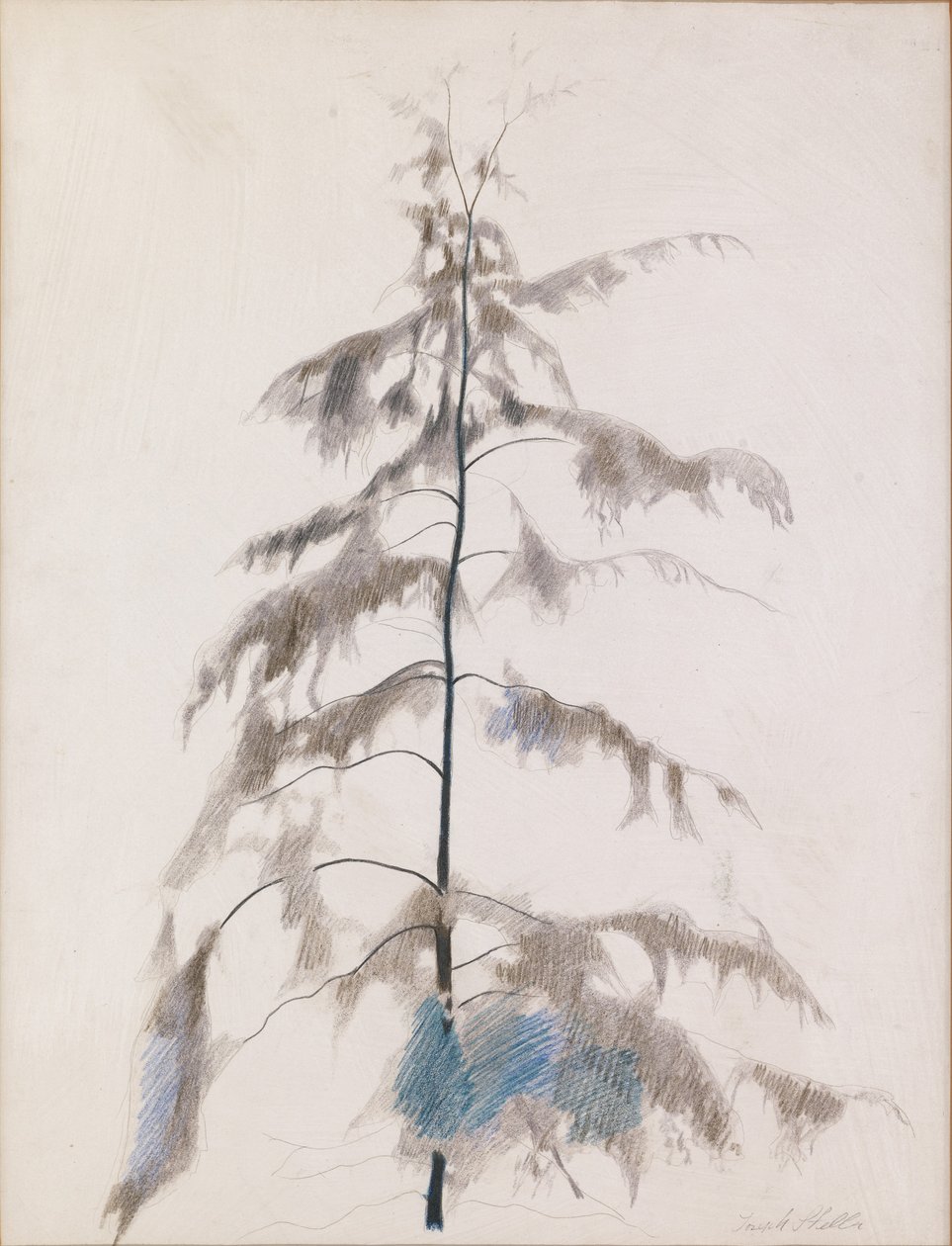 Mänty tekijältä Joseph Stella