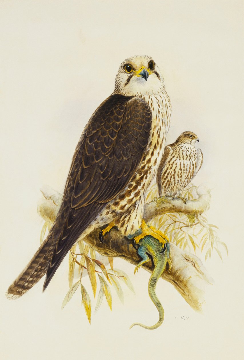 Saker Falcon, tekijältä Joseph Wolf