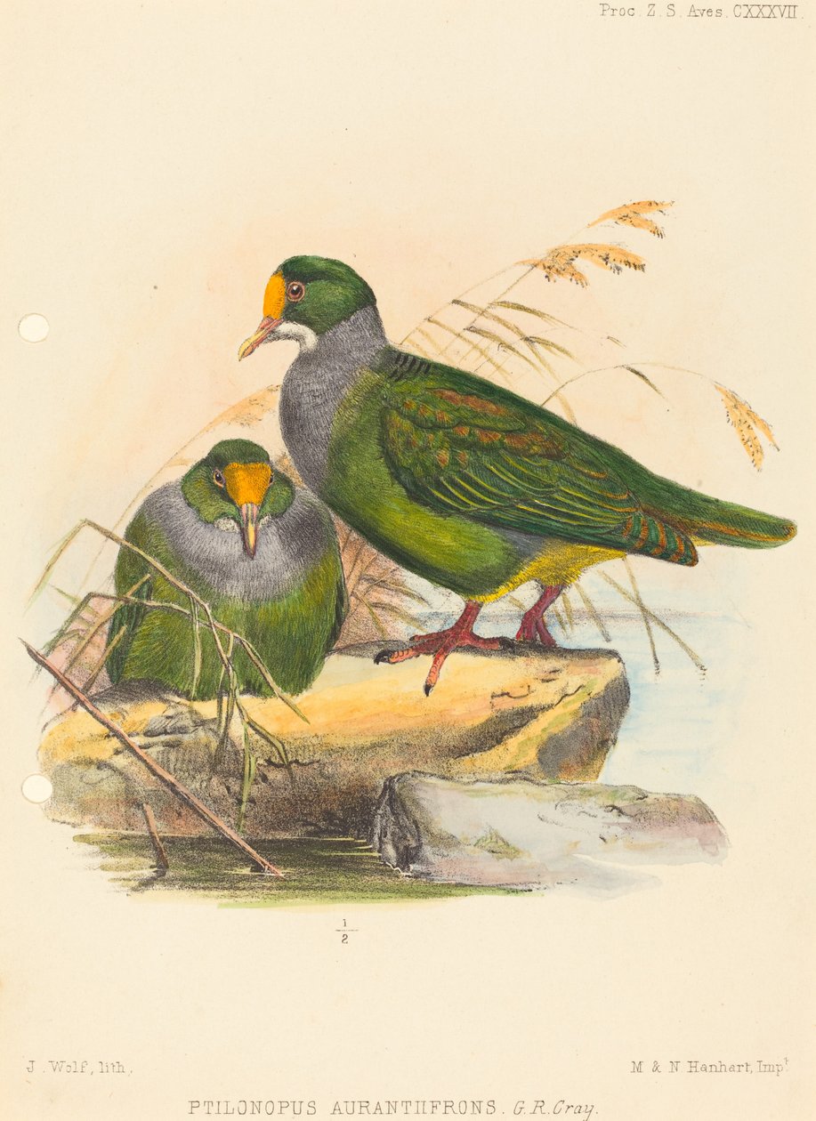 Kaksi lintua (Ptilonopus Auranthfrons) tekijältä Joseph Wolf