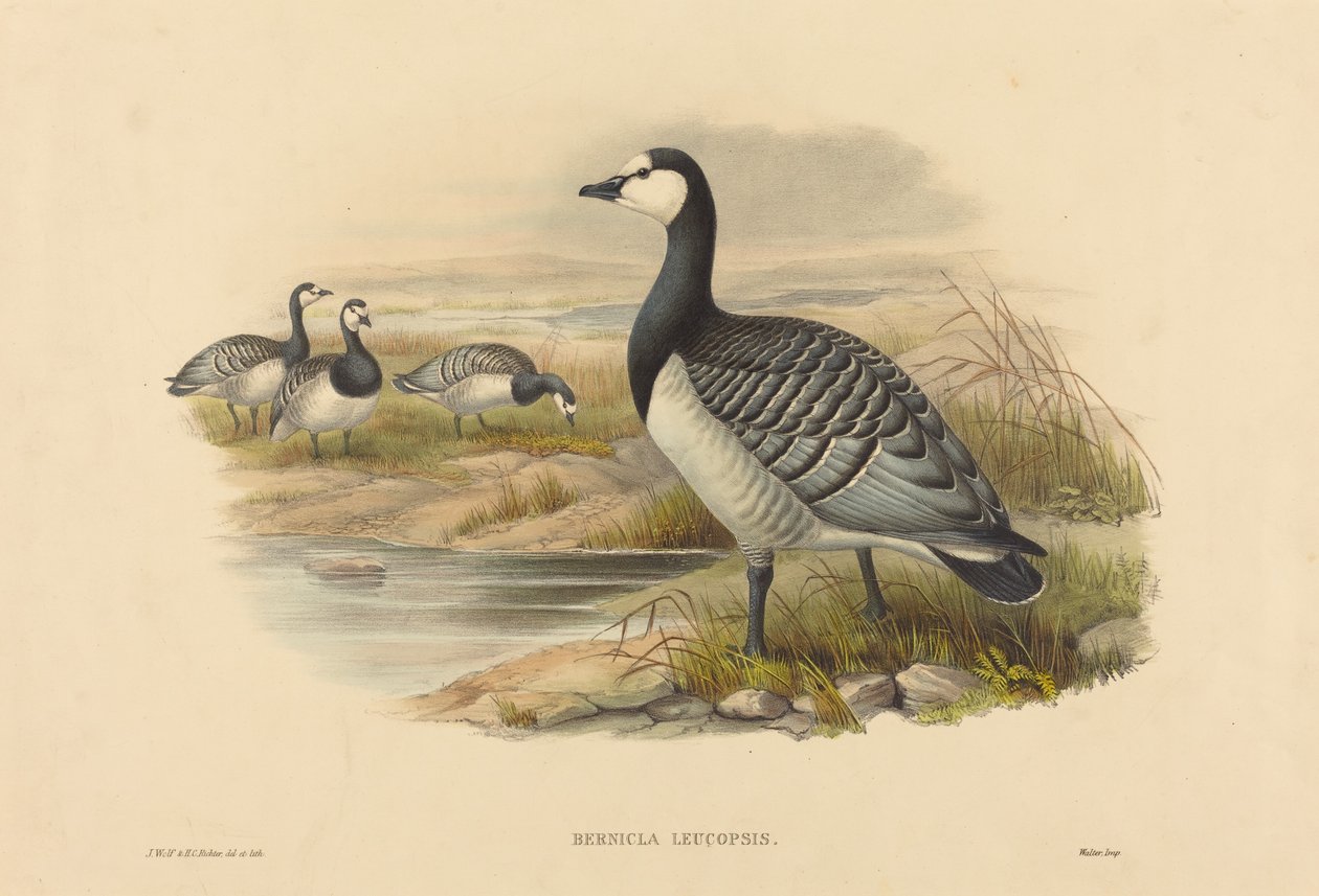 Valkoinen hanhi (Bernicla Leucopsis) tekijältä Joseph Wolf and H.C. Richter