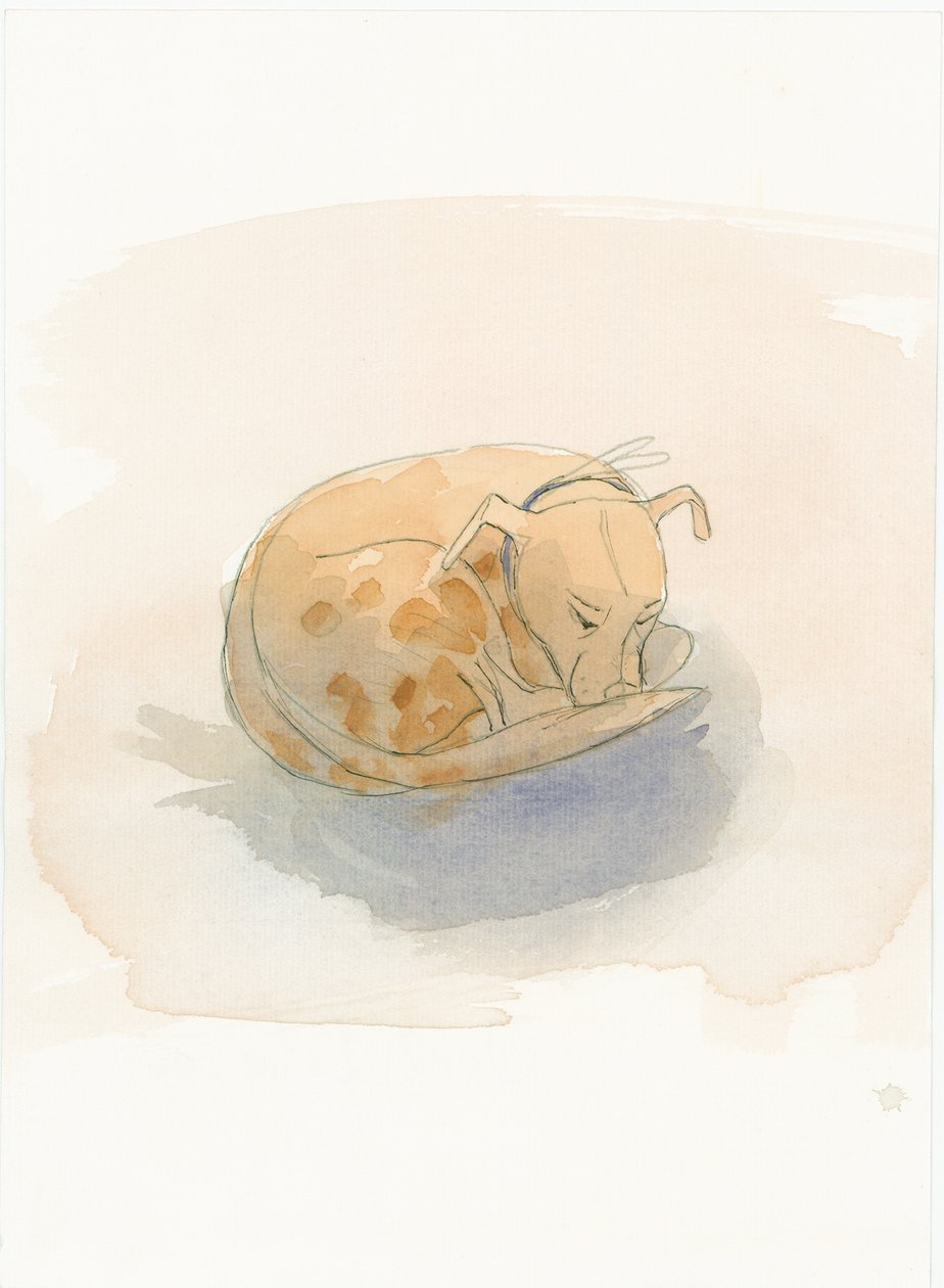 Nukkuva koira, 2003. tekijältä Judith Dobie