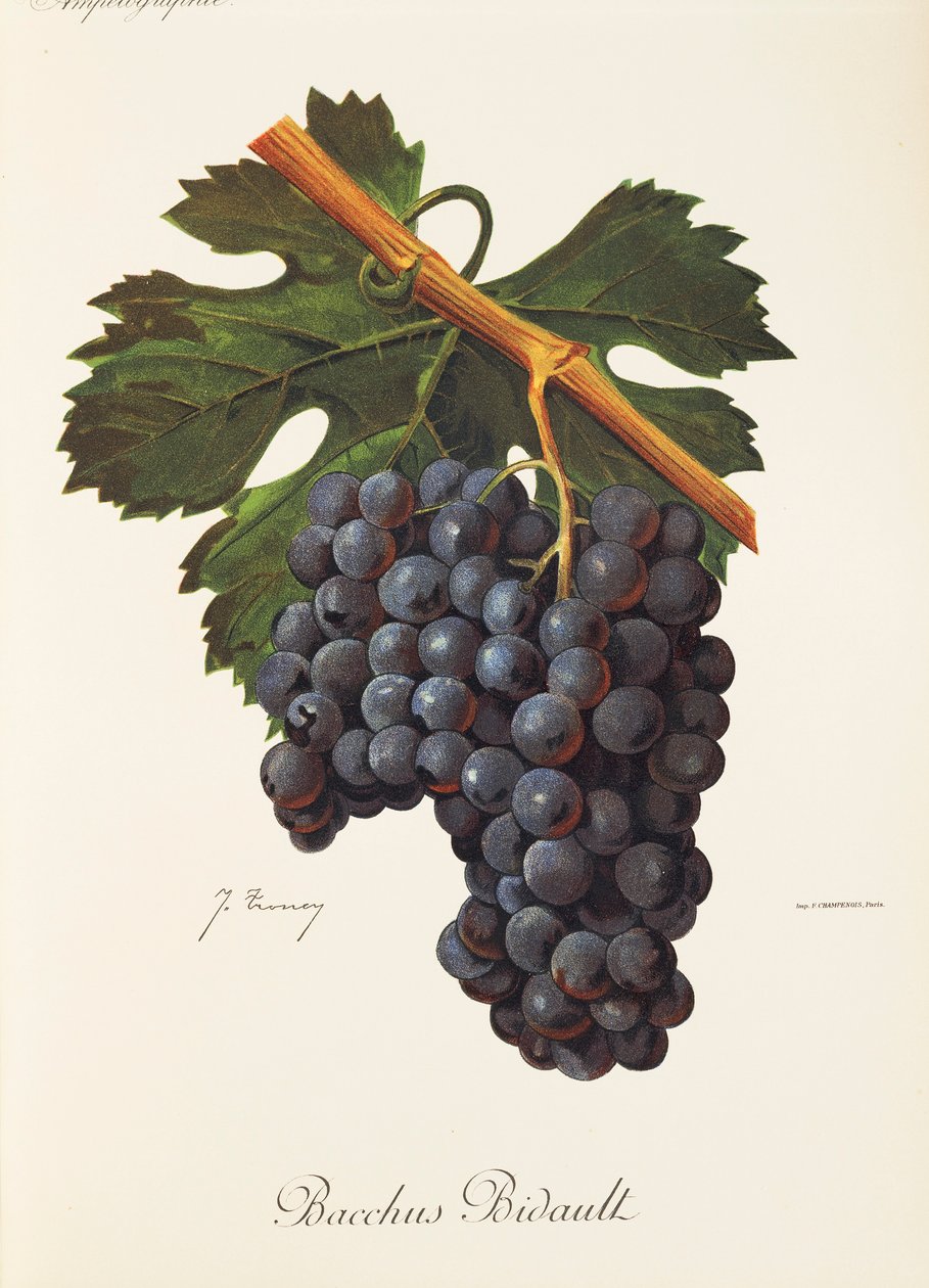 Bacchus Bidault -rypäle, kirjoittanut J. Troncy tekijältä Jules Troncy