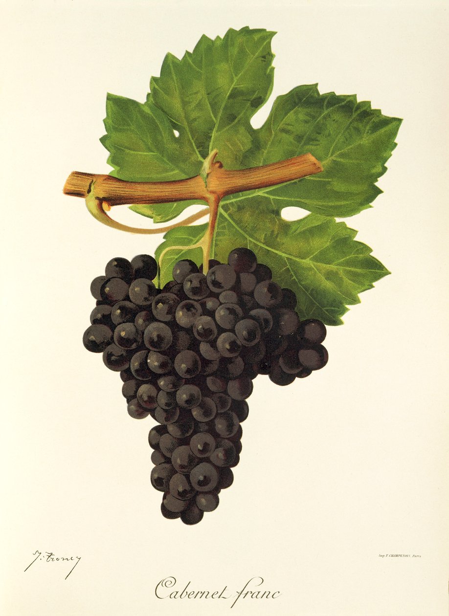 Cabernet Franc -rypäle, kirjoittanut J. Troncy tekijältä Jules Troncy