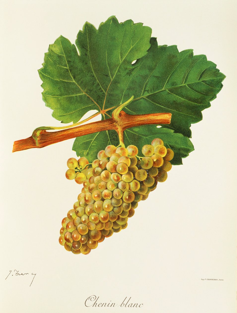 Chenin Blanc -rypäle, kirjoittanut J. Troncy tekijältä Jules Troncy