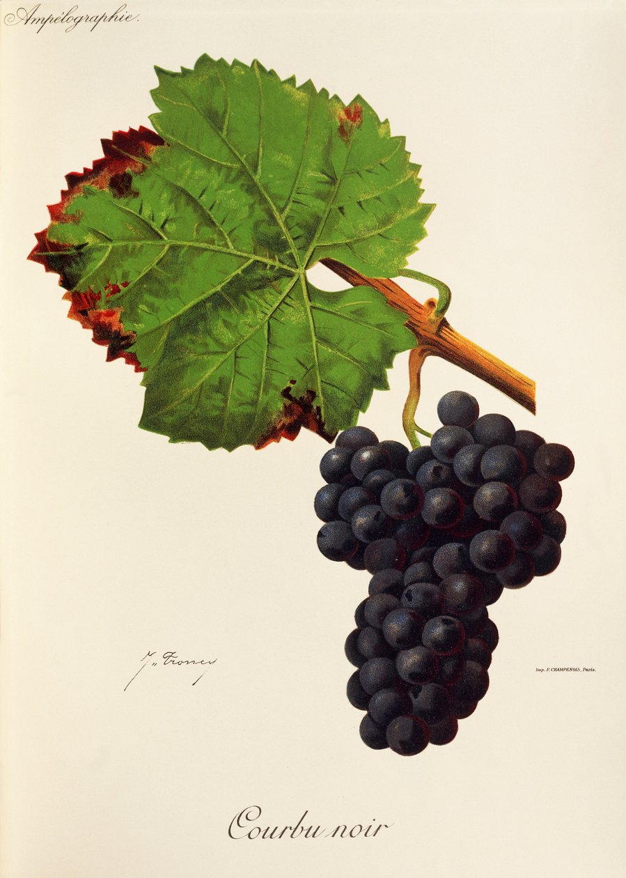 Courbu Black grape, J. Troncy tekijältä Jules Troncy