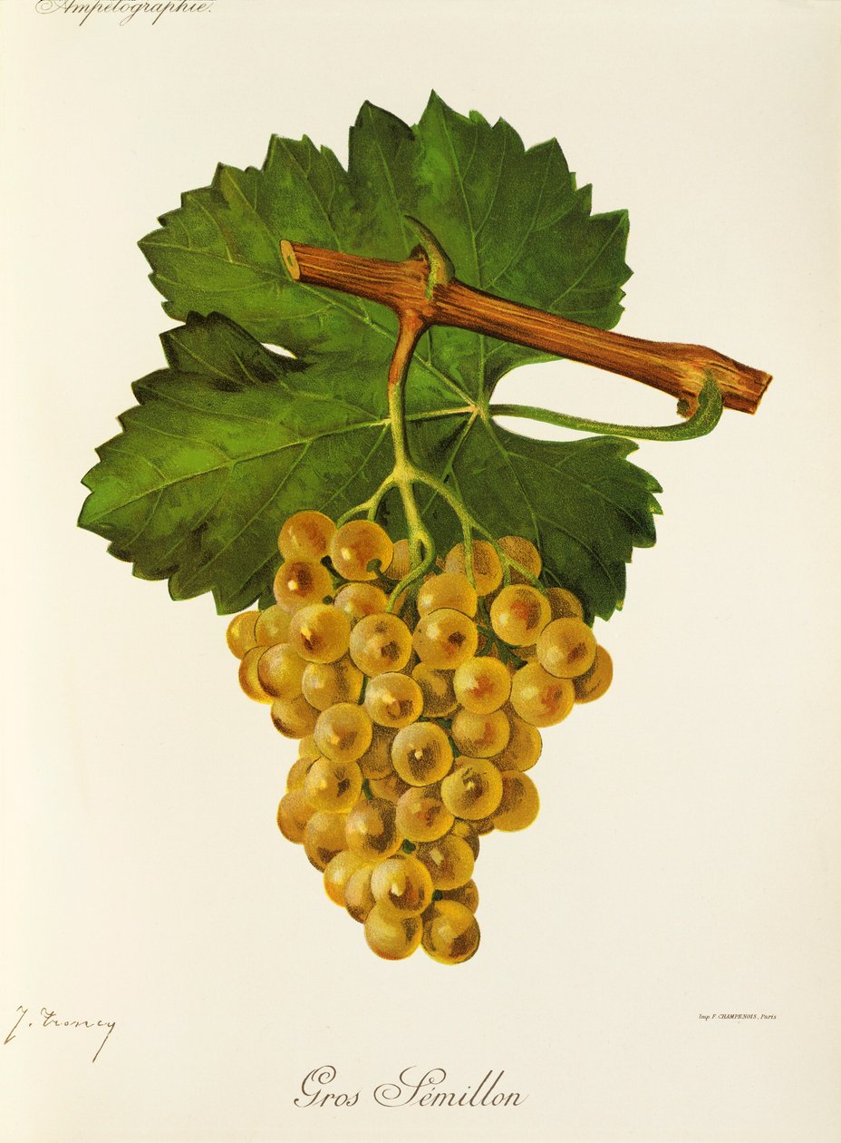 Gros Semillon -rypäle, kirjoittanut J. Troncy tekijältä Jules Troncy