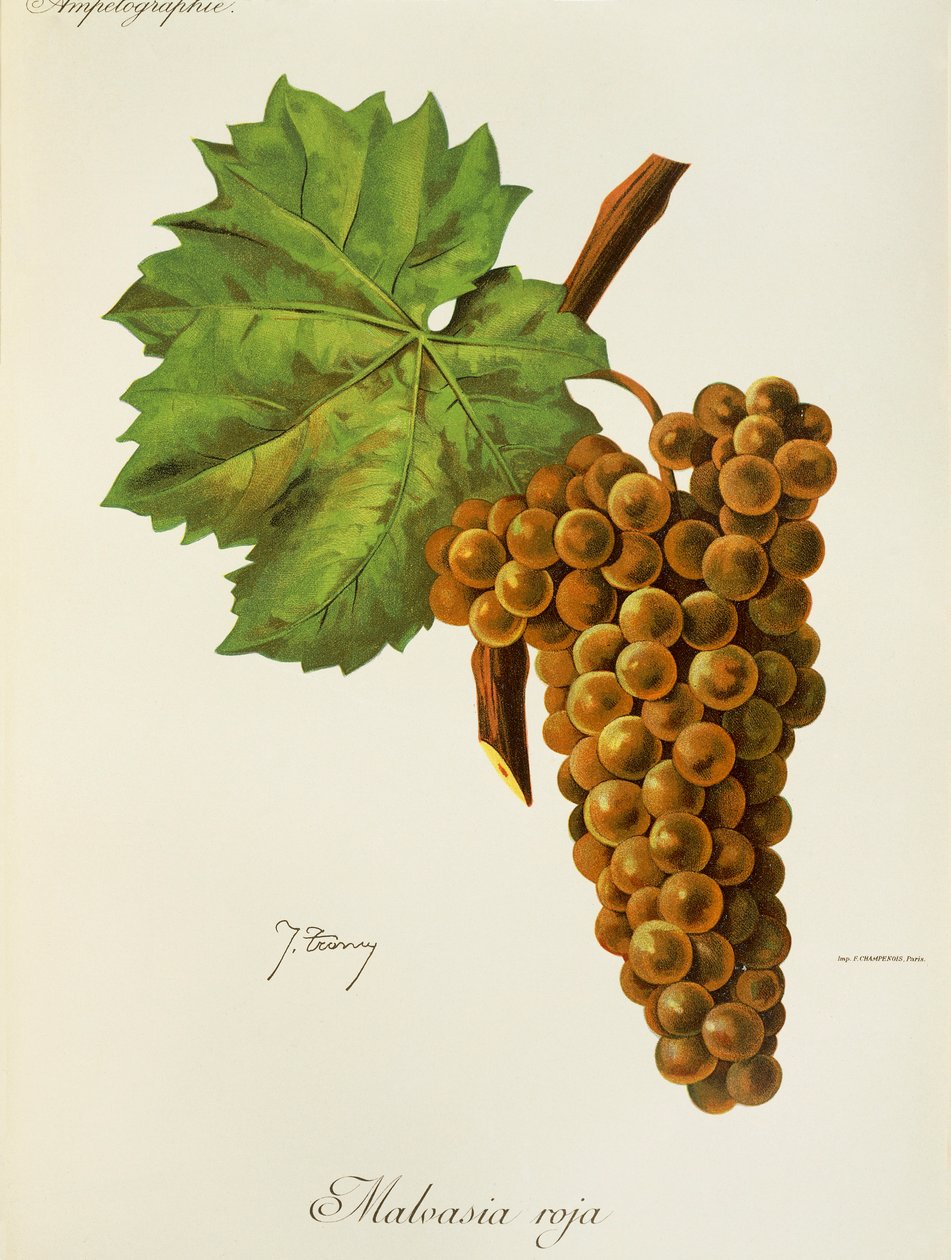Malvasia Roja -rypäle, J. Troncy tekijältä Jules Troncy