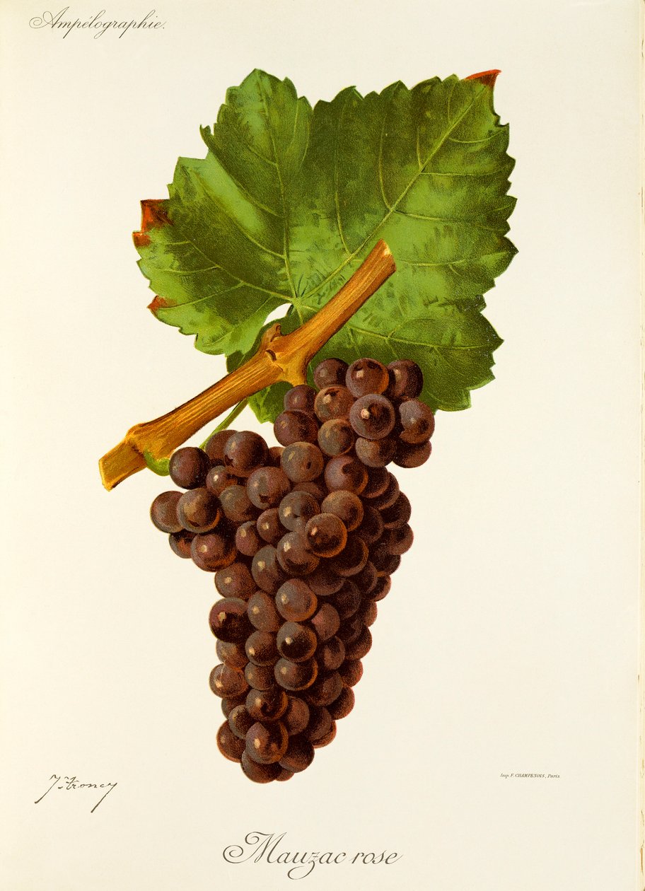 Mauzac Rose -rypäle, kirjoittanut J. Troncy tekijältä Jules Troncy
