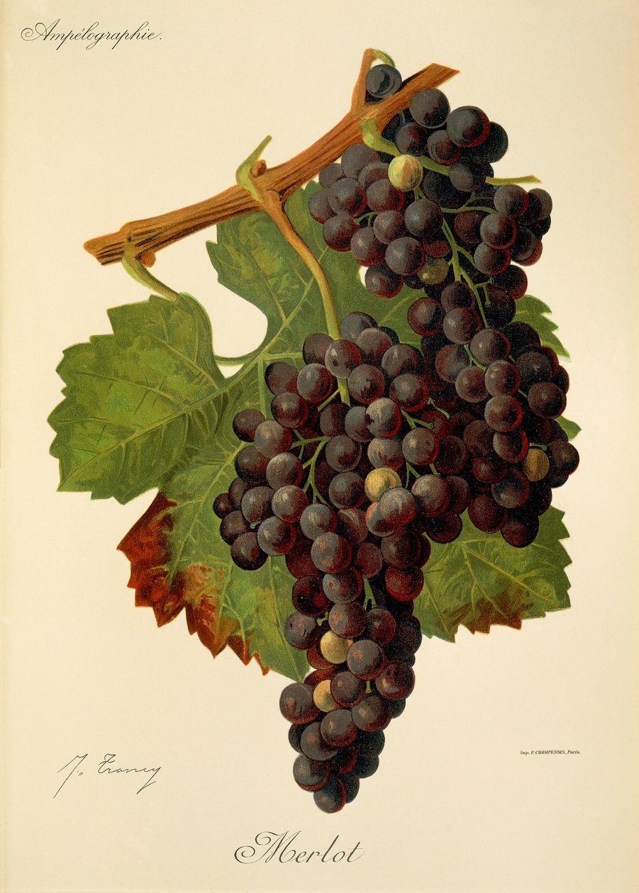Merlot-rypäle, kirjoittanut J. Troncy tekijältä Jules Troncy