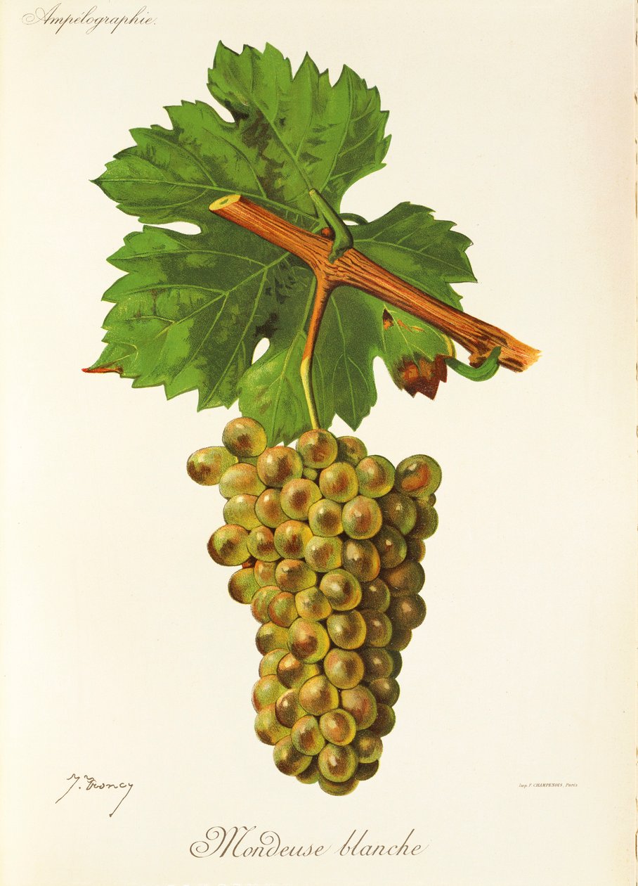 Mondeuse Blanche -rypäle, kirjoittanut J. Troncy tekijältä Jules Troncy