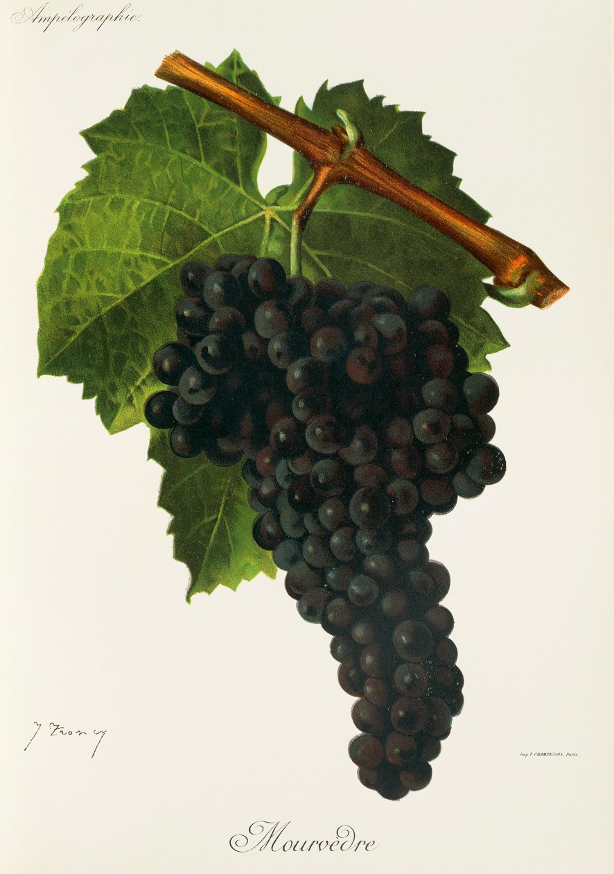 Mourvedre-rypäle, kirjoittanut J. Troncy tekijältä Jules Troncy