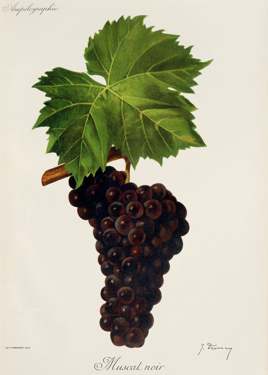 Muscat Noir -rypäle, kirjoittanut J. Troncy tekijältä Jules Troncy