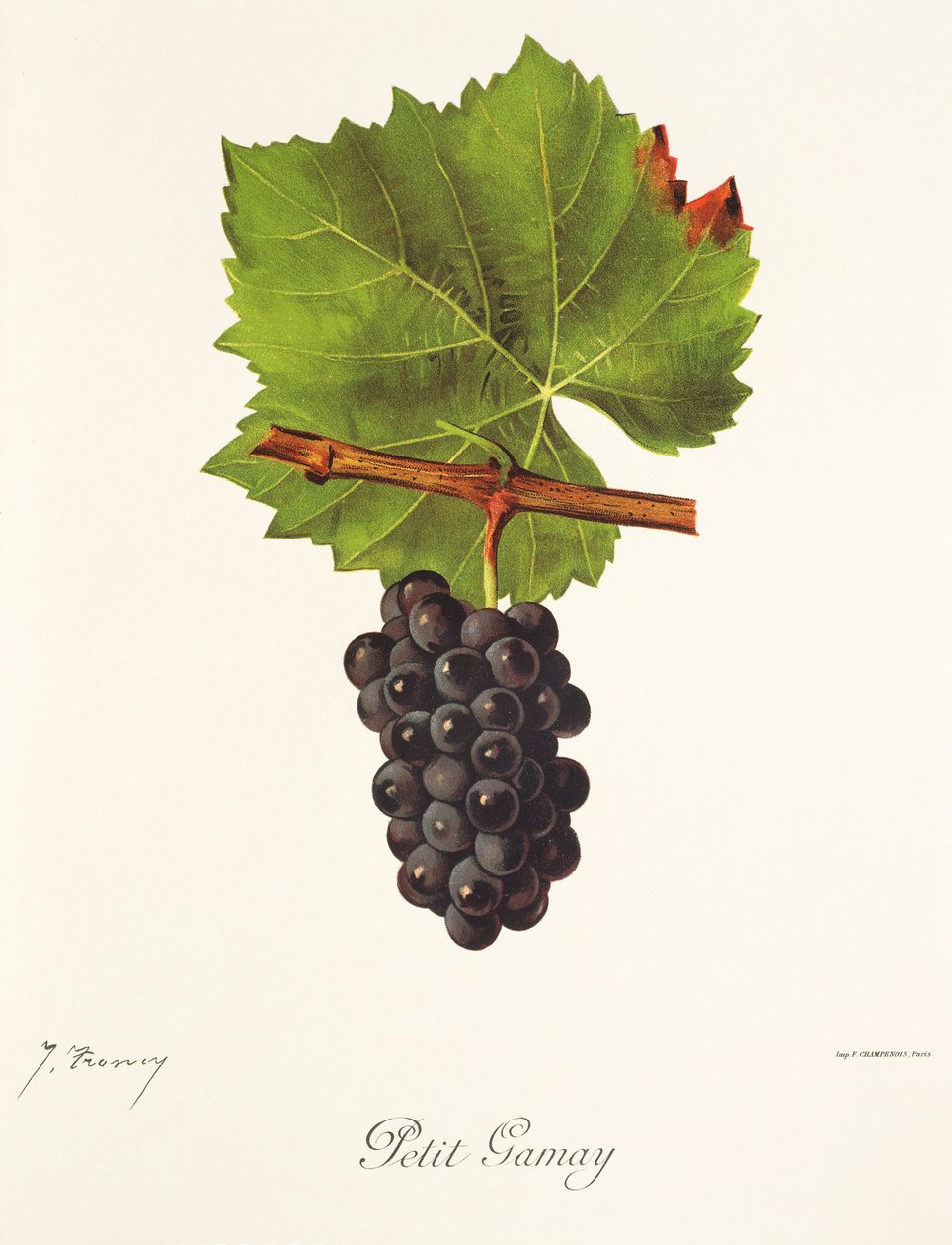 Petit Gamay -rypäle, kirjoittanut J. Troncy tekijältä Jules Troncy