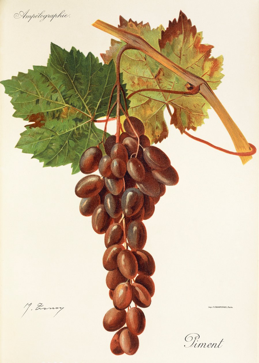 Piment grape, J. Troncy tekijältä Jules Troncy