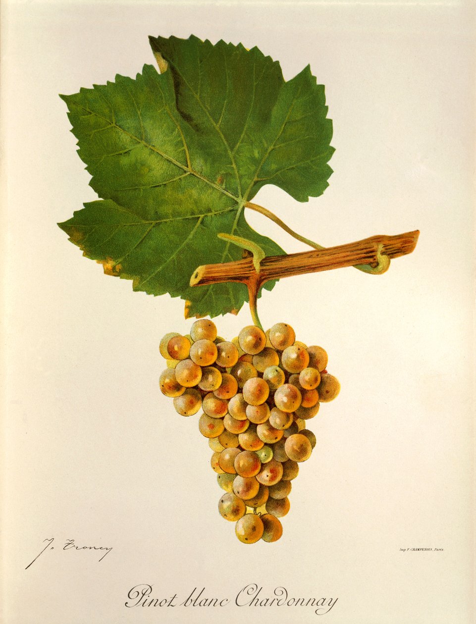 Pinot Blanc Chardonnay -rypäle, kirjoittanut J. Troncy tekijältä Jules Troncy