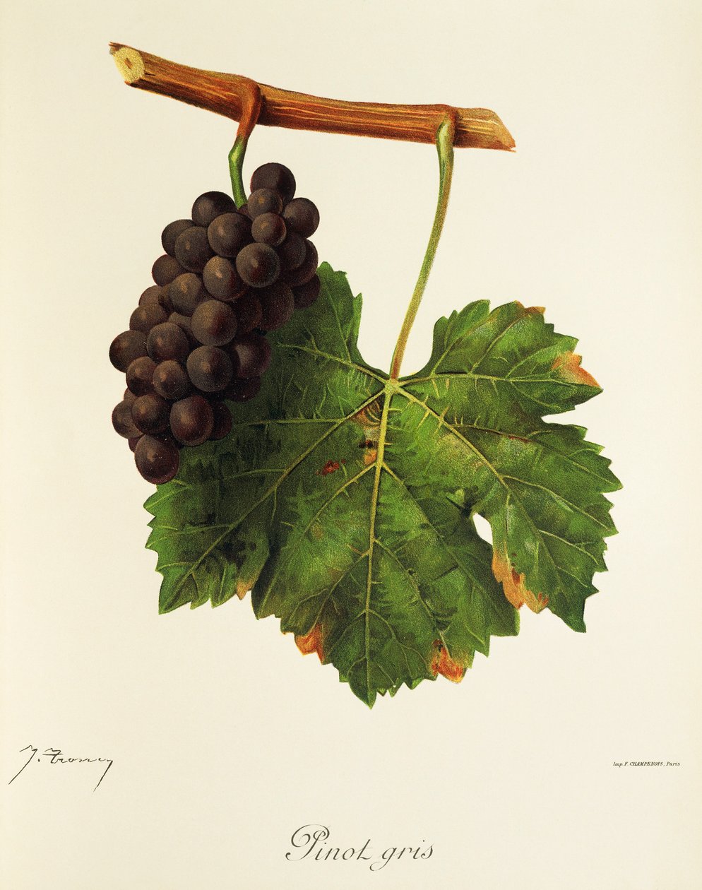 Pinot Gris -rypäle, kirjoittanut J. Troncy tekijältä Jules Troncy